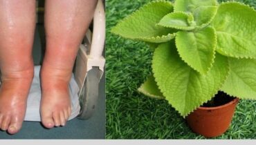 This Humble Leaf Offers Up to 25 Wellness Benefits — Here’s What Happens When You Use Just One Daily This Humble Leaf Offers Up to 25 Wellness Benefits — Here’s What Happens When You Use Just One Daily