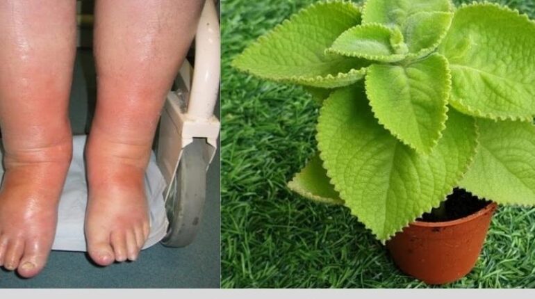 banana vinegar health benefits cardiac wellness Daily Wellness either alongside traditional medicine or as part of a daily routine to prevent illness. Herbal Medicine Leaf Benefits natural remedies 