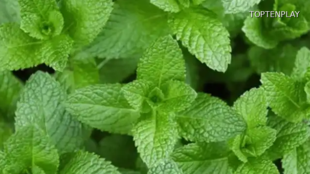 Image d'illustration © TopTenPlay EN