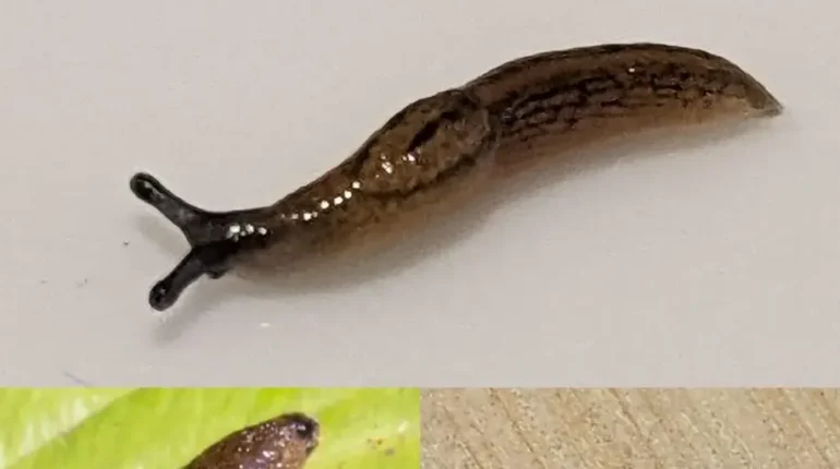 allergy prevention Attracting Wildlife Fruit Pests Garden Ecology Home Maintenance Slugs 