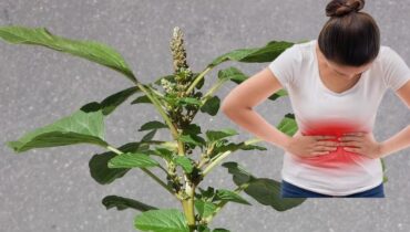 cabbage health risks digestive health Herbal Medicine kidney health awareness natural remedies Plant Uses Spiny Amaranth 