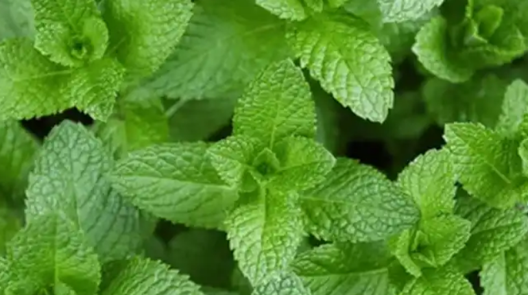 Brain Health Cognitive Function Health and Wellness Herbal Benefits lemon ginger cucumber mint water natural remedies 