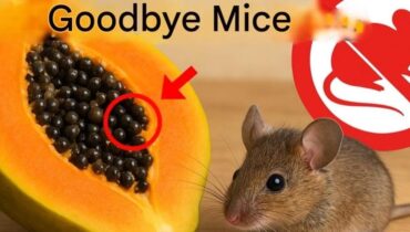 garlic home remedies Mice Repellent natural pest control Non-Toxic Solutions Papaya Seeds Rodent Control 