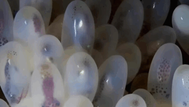 They thought they found grapes in a hidden cave… until the mother emerged from the depths They thought they found grapes in a hidden cave… until the mother emerged from the depths