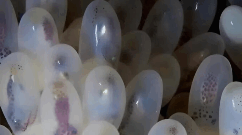 animals Attracting Wildlife Cave rescue hidden nature risks Marine Life Ocean Currents Self-Discovery 