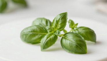 Holy Basil (Tulsi): how this Indian plant protects your gums and naturally neutralizes bad breath