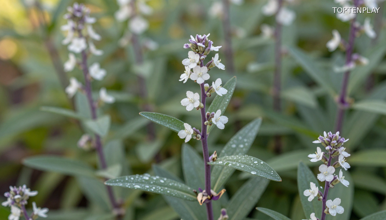 Image d'illustration © TopTenPlay EN