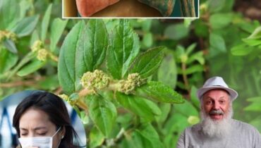 Euphorbia hirta: How This Traditional Asthma Weed Supports Respiratory Health and 29 Other Science-Backed Benefits