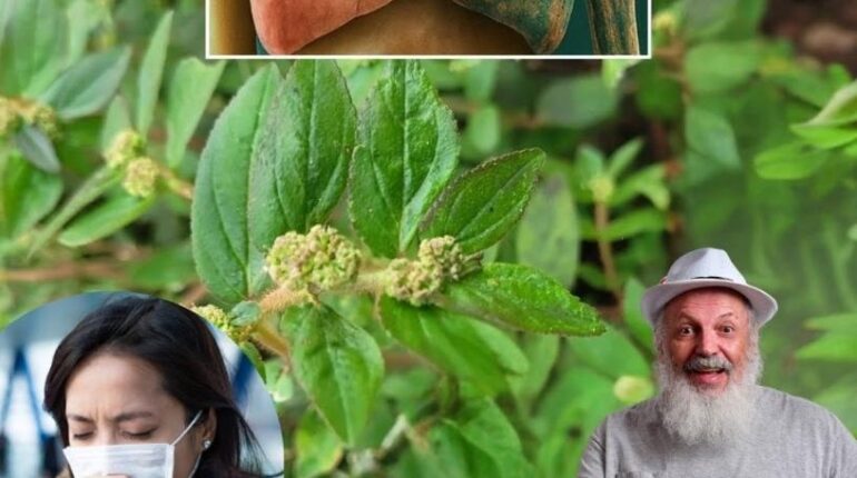 Ayurveda cardiac wellness either alongside traditional medicine or as part of a daily routine to prevent illness. Herbal Medicine natural remedies Plant Benefits Respiratory Health 