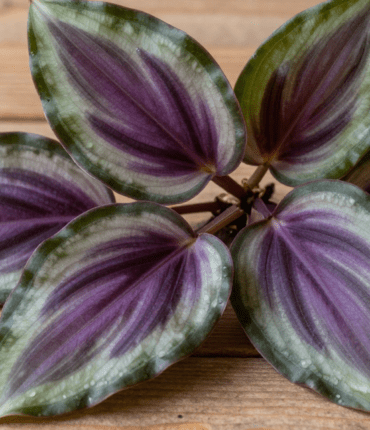 Purple Maguey and cinnamon: why this traditional 14-day herbal tea appeals to natural wellness followers