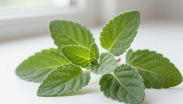 Cuban oregano and visual health: how this plant naturally reduces eye irritation and supports microcirculation