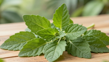 Scent Leaf: how this African herb regulates blood sugar, strengthens immunity, and naturally soothes stress Scent Leaf: how this African herb regulates blood sugar, strengthens immunity, and naturally soothes stress