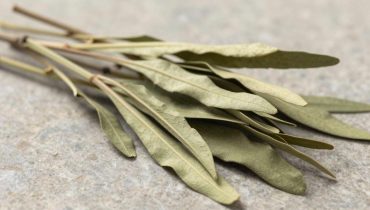 Phyllanthus niruri: how this garden plant naturally supports kidneys, liver, and blood sugar