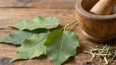 Neem: the bitter leaf used for centuries in Asia to support blood sugar, circulation, and inflammation
