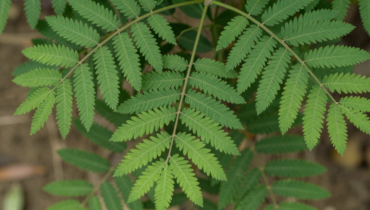 Chanca Piedra: this tropical plant supports kidneys, liver, and digestion according to traditional medicines Chanca Piedra: this tropical plant supports kidneys, liver, and digestion according to traditional medicines