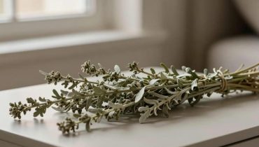 Artemisia vulgaris: how this millennial plant naturally improves sleep quality and intensifies dreams