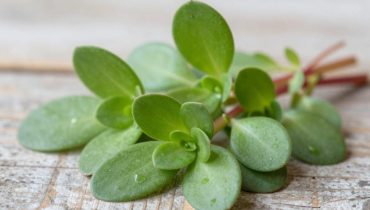 Purslane: this “weed” contains more omega-3 than some fish and is used in salads, infusions, or skin care