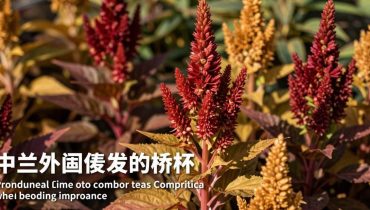 Amaranth: the superfood with 9 essential amino acids that vegetarians and athletes should adopt in 2025 Amaranth: the superfood with 9 essential amino acids that vegetarians and athletes should adopt in 2025
