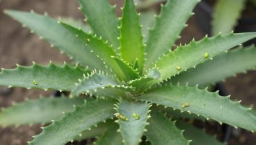 Kalanchoe pinnata: the 20 medicinal uses of this plant that grows in your garden