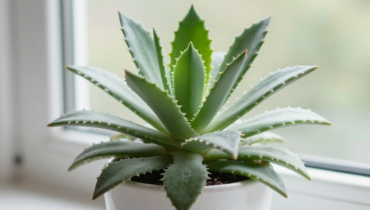 Kalanchoe pinnata: 4 homemade preparations for daily respiratory and joint comfort Kalanchoe pinnata: 4 homemade preparations for daily respiratory and joint comfort