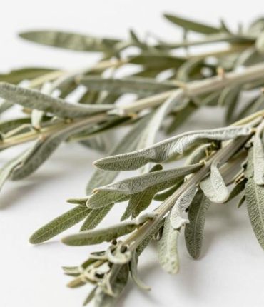Artemisia: the traditional plant that calms the restless mind without forcing sleep