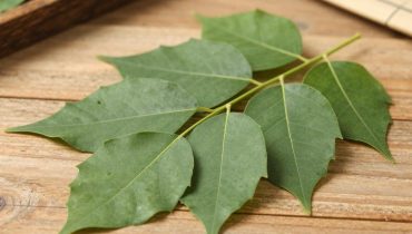 Neem: the traditional South Asian plant that supports blood sugar and circulation