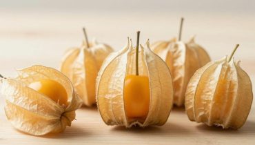 Physalis angulata: how this little-known plant boosts immunity and fights inflammation without synthetic supplements