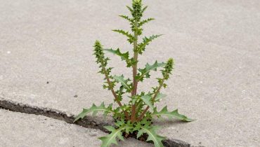 Prickly lettuce: this wild plant from your garden concentrates more vitamins A, C, and K than your cultivated vegetables