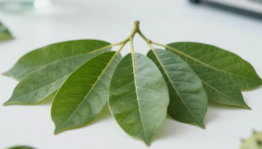 Soursop leaf infusion: how its antioxidants protect your cells from aging Soursop leaf infusion: how its antioxidants protect your cells from aging
