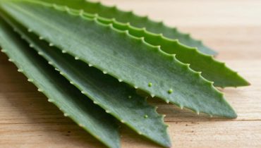 Kalanchoe pinnata: this succulent from your garden has been used for generations to relieve coughs, soothe joint pain, and promote sleep Kalanchoe pinnata: this succulent from your garden has been used for generations to relieve coughs, soothe joint pain, and promote sleep