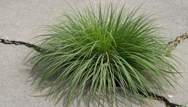 Goosegrass: how this tropical weed naturally supports liver, kidneys, and circulation Goosegrass: how this tropical weed naturally supports liver, kidneys, and circulation