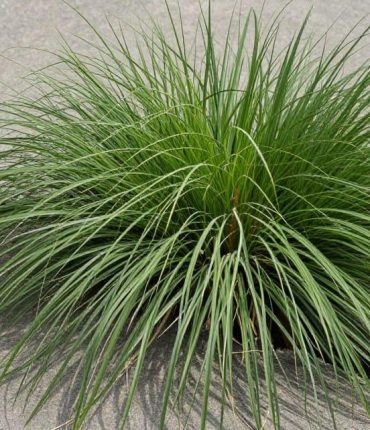 Goosegrass: how this tropical weed naturally supports liver, kidneys, and circulation