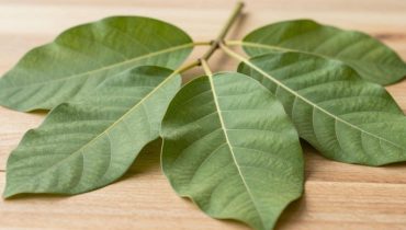 Guava leaves: 4 homemade recipes for digestion, blood sugar, and skin (30 proven benefits) Guava leaves: 4 homemade recipes for digestion, blood sugar, and skin (30 proven benefits)