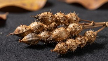 Traveling seeds: why plants use your clothes to reproduce