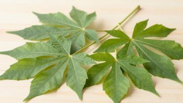 Castor leaves after 30: liver detox, hair growth, and arthritis relief