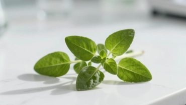 Oregano: how this plant fights antibiotic-resistant bacteria and restores intestinal balance