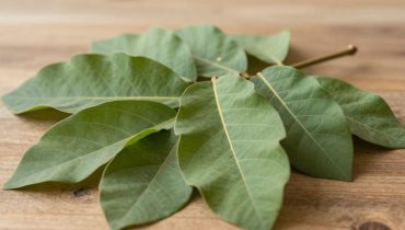 Guava leaves: how this ancestral plant helps reduce swelling and improve joint comfort