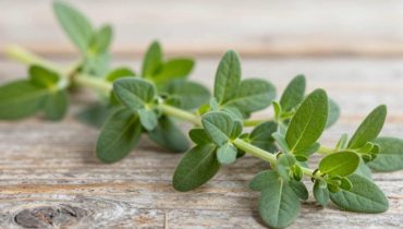 Back pain and sedentary lifestyle: how motherwort, this ignored “weed”, naturally relieves tension