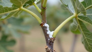 Fig latex: how this traditional sap acts on warts, brown spots, and oily skin Fig latex: how this traditional sap acts on warts, brown spots, and oily skin