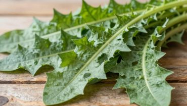 Dandelion: this neglected plant regulates blood sugar and protects the liver better than some food supplements