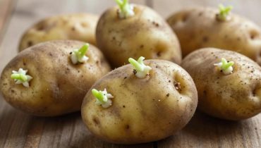 Potato storage: why keeping them away from apples and bananas prolongs their freshness