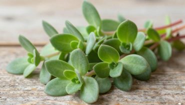 Purslane: this “weed” contains more omega-3 than most vegetables and protects your heart
