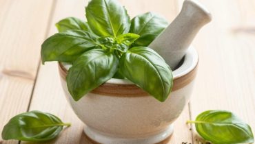 Basil: how this tea acts on your circulation, your cholesterol and your memory
