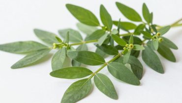 Asthma, diabetes, urinary tract infections: how Euphorbia hirta acts on 9 different pathologies Asthma, diabetes, urinary tract infections: how Euphorbia hirta acts on 9 different pathologies