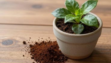 Indoor plants: which home substances really heal them (and which ones kill them)