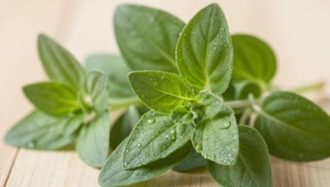 Oregano and vision: how this aromatic herb naturally protects your eyes from aging