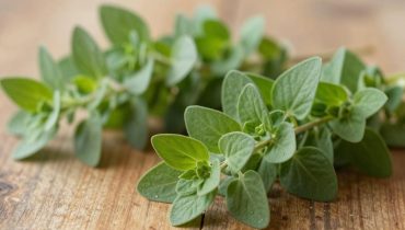 Orégano Orejón: this Caribbean plant with 5 scientifically recognized virtues for the kidneys, eyes, and metabolism