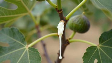 Fig tree latex: this millennial liquid treats warts and skin infections, but watch out for the sun