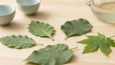 Metabolism and circulation: 5 traditional leaves with misunderstood virtues validated by science