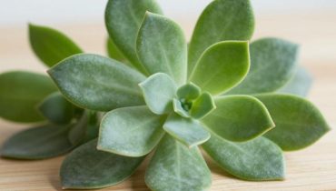 Oregano orejón and vision: how this traditional plant protects your eyes from oxidative stress thanks to carvacrol and vitamins A, C, and E